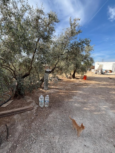 Finca Rústica en venda en Lucena, Córdoba 70.000 €