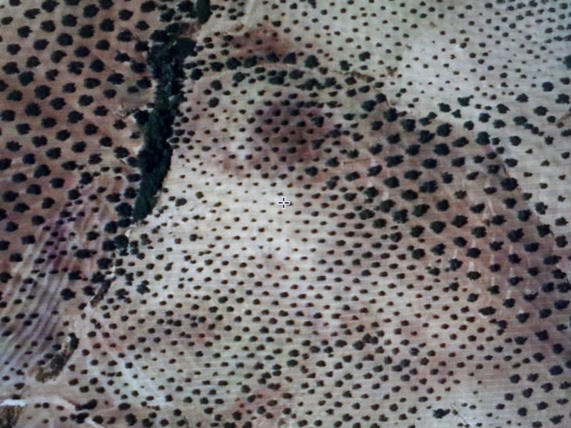 Рассадник в Продажа в Lucena, Córdoba 1.500.000 €